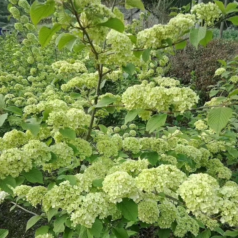 粉团荚蒾木绣球麻球盆栽苗花苗庭院树苗花苗木本花卉植物日本绣球 - 图0