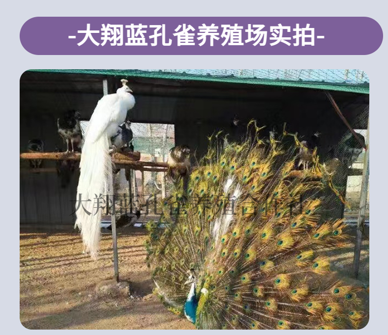 孔雀饲料 养殖场颗粒饲料产蛋期小孔雀幼苗饲料鸟类专用食物 包邮 - 图1