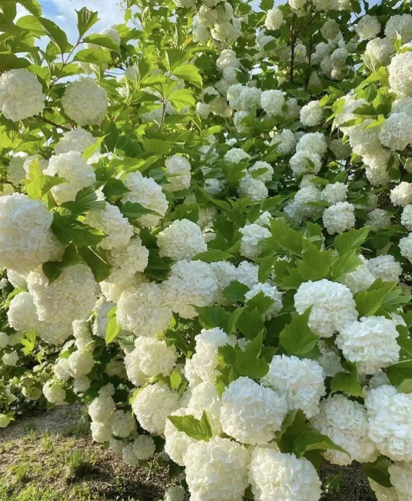 【中华木绣球】宙斯花园庭院露台耐热耐寒网红大花绣球苗植物盆栽,淘宝优惠券,粉丝福利购,淘宝优惠卷