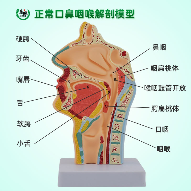 人体鼻腔解剖模型耳鼻喉科医学教学模型鼻子口腔鼻部结构组织模型 - 图2