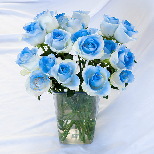 碎冰蓝骄傲白玫瑰鲜花云南基地直发真花鲜切花水养插瓶黑骑士喷色 - 图2