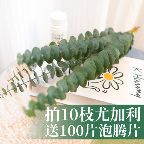 尤加利叶云南鲜花配草基地直发花材搭配花束插瓶水养花艺周边草花 - 图0