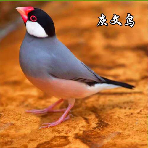 珍珠鸟活体宠物灰白珍珠文鸟十姐妹保姆种鸟繁殖小幼鸟袖珍鸟 - 图1