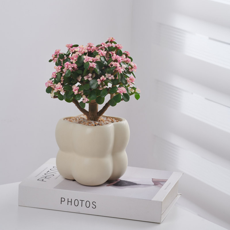 金枝玉叶花开富贵棒棒糖多肉盆栽大老桩绿植室内客厅花卉好养活,淘宝优惠券,粉丝福利购,淘宝优惠卷