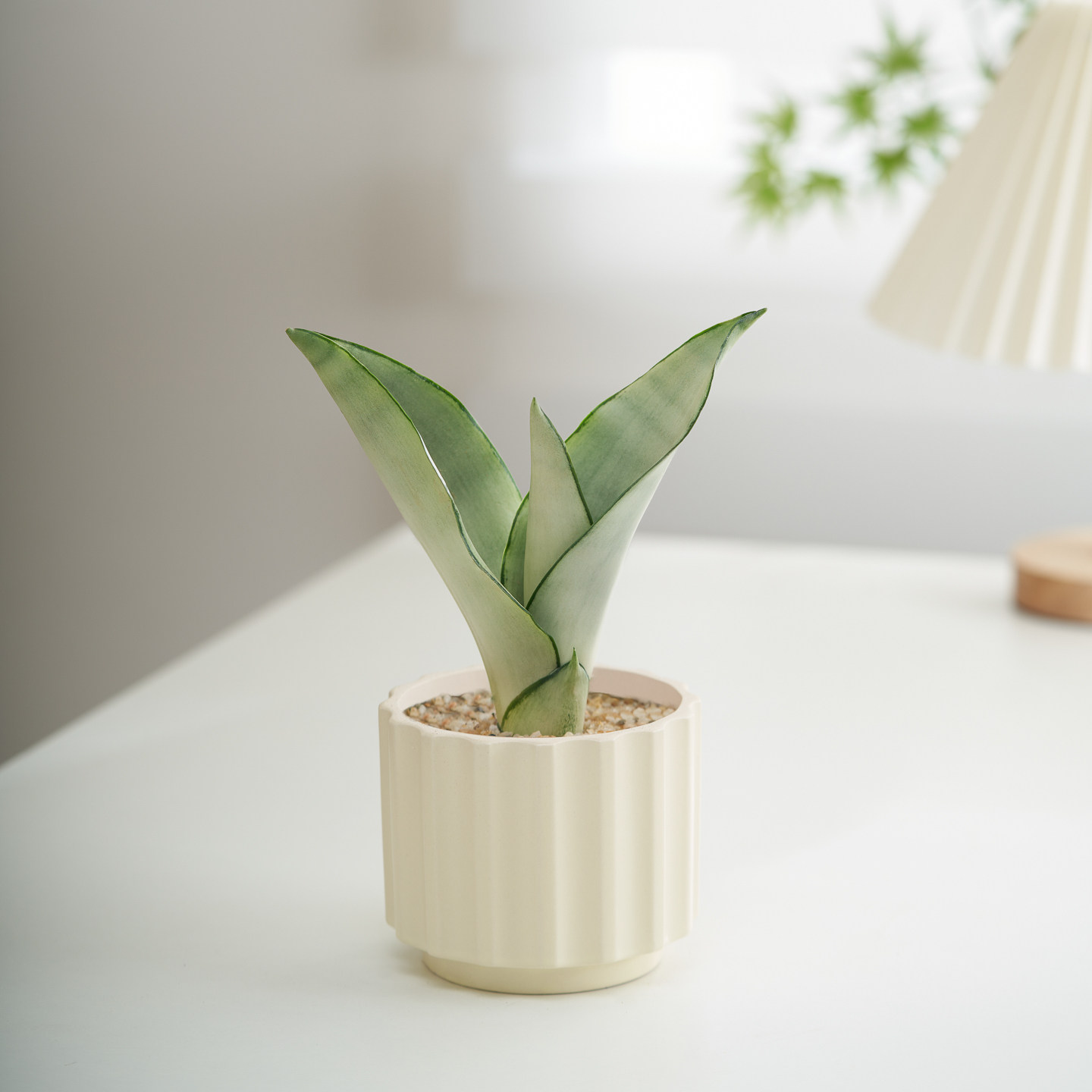 白玉虎皮兰盆栽室内虎尾兰办公室工位桌面绿植高档奶油风植物摆件,淘宝优惠券,粉丝福利购,淘宝优惠卷