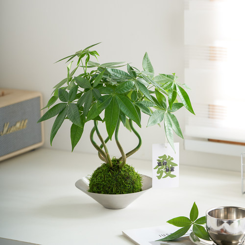 奇趣发财树苔藓球水培植物办公室内客厅招财绿植好养耐活造型摆件 - 图0