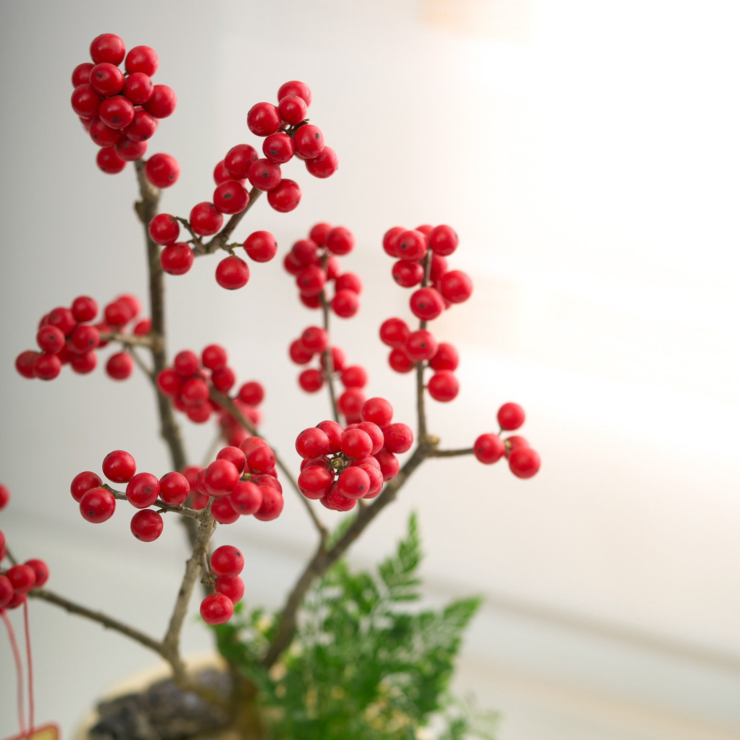 北美冬青小盆栽春节年宵花带红果鲜切室内玄关招财摆件送礼盆景,淘宝优惠券,粉丝福利购,淘宝优惠卷