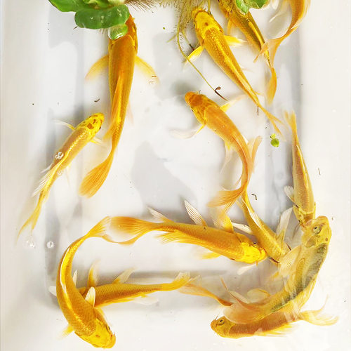 黄金锦鲤锦鲤鱼苗红草金好养龙凤风水鱼锦鲤小鱼苗淡水冷水观赏鱼 - 图0