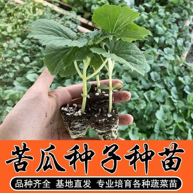 苦瓜苗翡翠长绿苦瓜白苦瓜秧苗带土高产四季庭院种植蔬菜种苗 - 图0