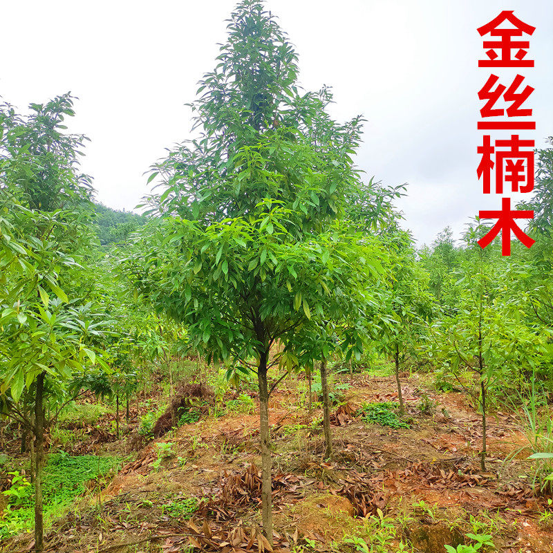 金丝楠木树苗正宗金丝楠木大树闽楠庭院稀有名贵树苗小叶桢楠木树_虎窝淘