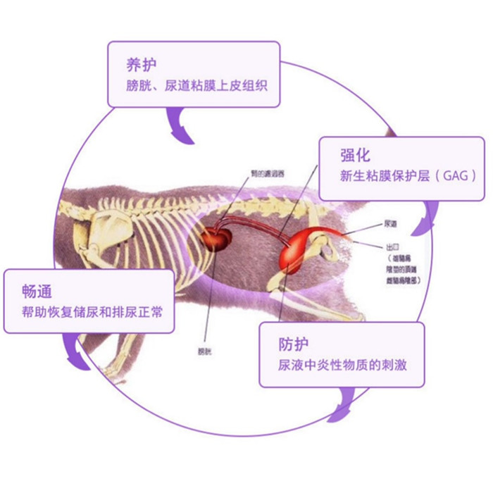 卫仕猫尿通200片猫泌尿通缓解膀胱尿血尿路尿结石泌尿道通畅排尿 - 图1