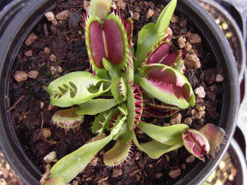 食虫植物-模糊牙捕蝇草
