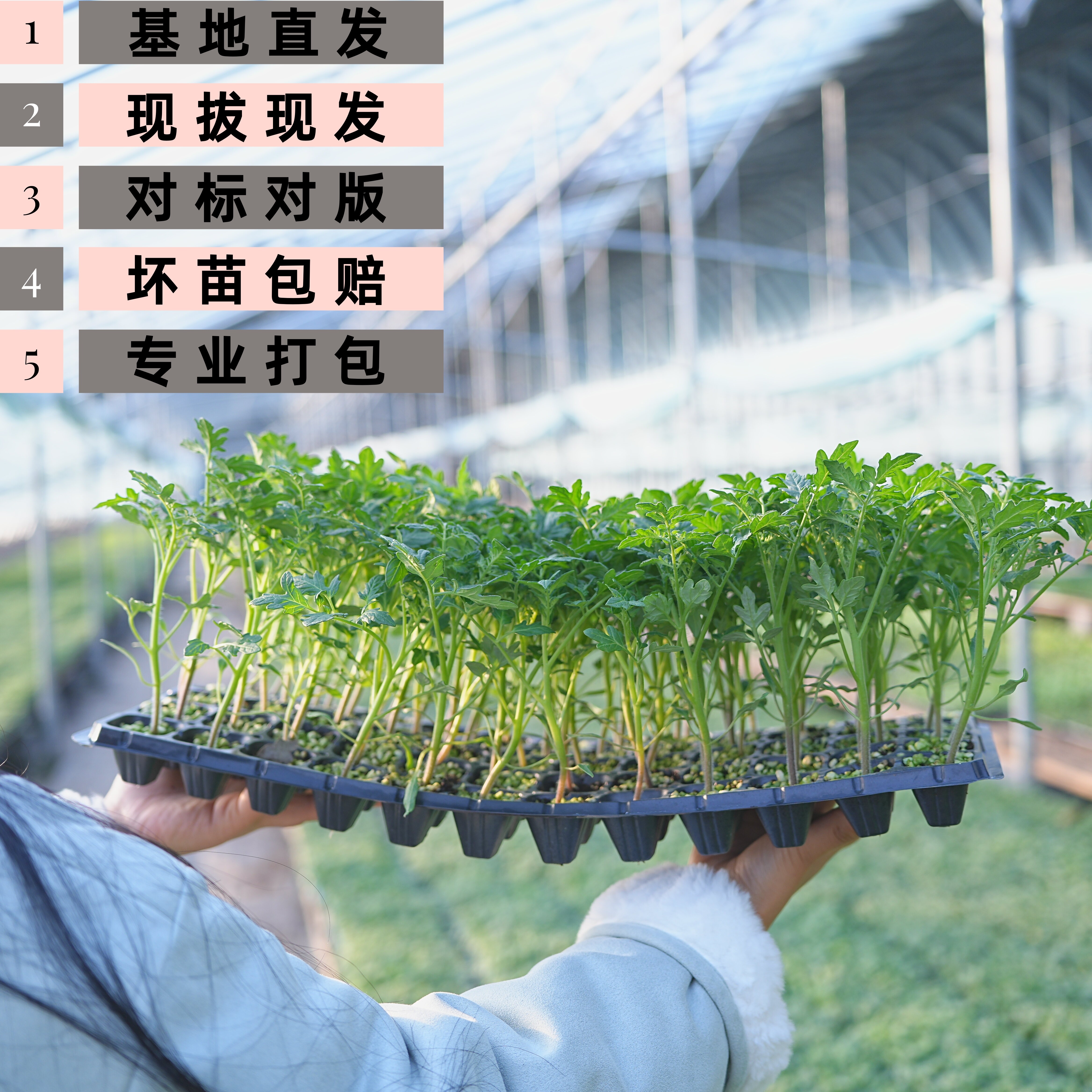 小青蜜番茄苗纯甜无酸西红柿圣女果苗绿番茄种苗阳台盆栽蔬菜苗,淘宝优惠券,粉丝福利购,淘宝优惠卷