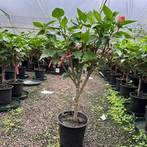 嫁接多色重瓣木槿花扶桑盆栽朱槿牡丹好养活室内阳台庭院绿植花卉 - 图1