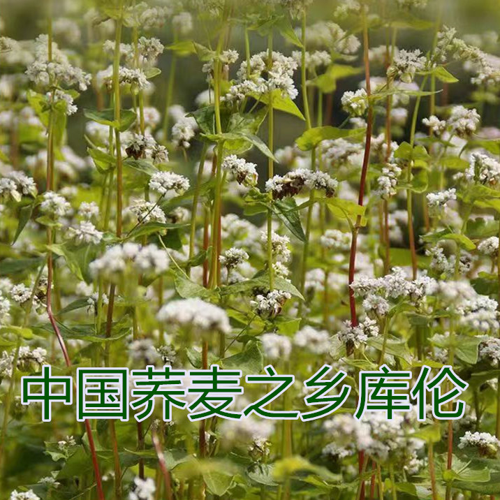 内蒙通辽发科尔沁库伦荞面新纯荞麦面粉纯荞麦粉荞麦5斤10斤 - 图0