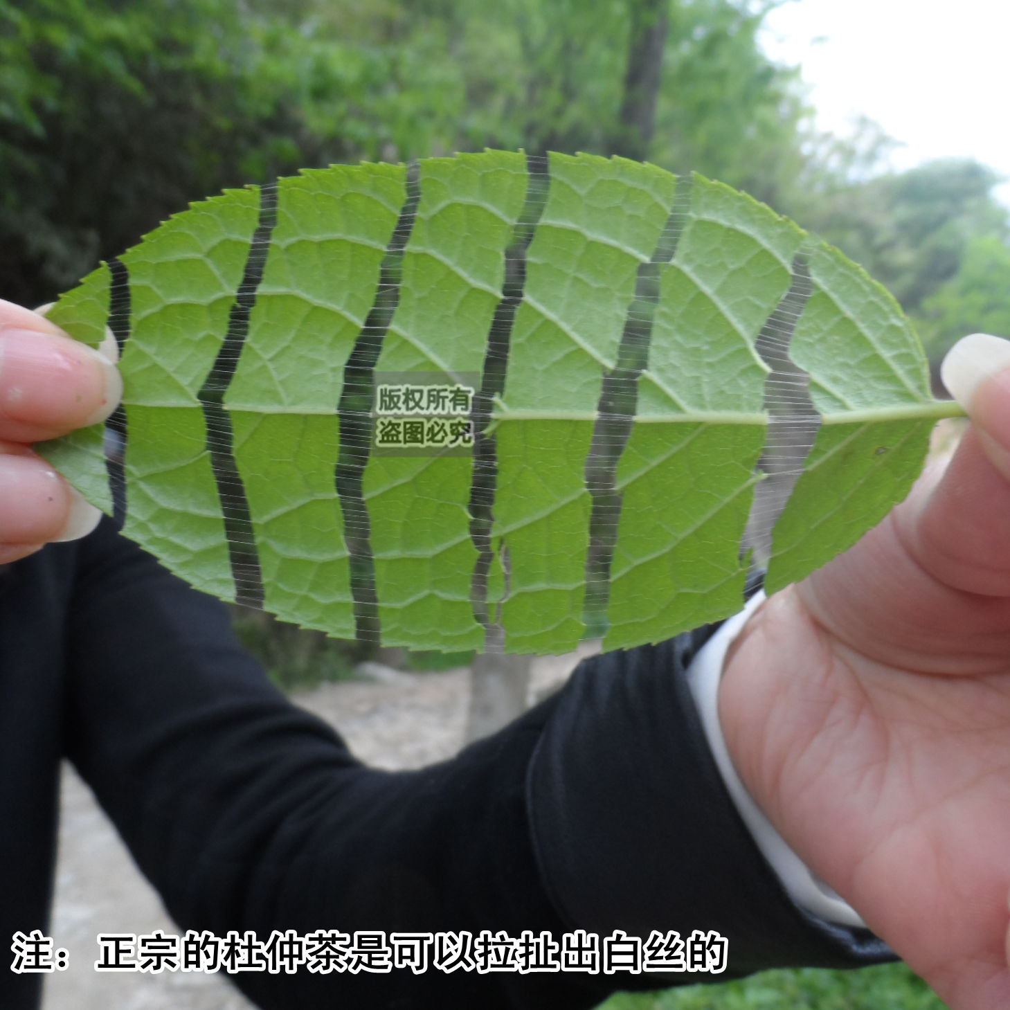 正品张家界野生杜仲茶慈利县杜仲叶男女养生茶可搭配莓茶青钱柳-图3