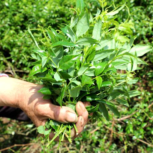 正品 张家界野生新莓茶藤茶茅岩霉茶 苦甘露润喉茶养生特级500克 - 图1