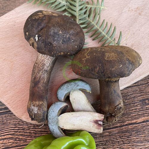 25年现货新鲜野生黑牛肝菌2斤云南特产蘑菇野生菌 鲜大脚菇黑见手 - 图1