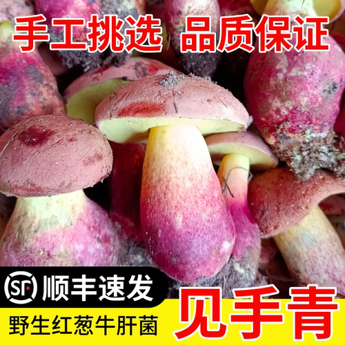 现货新鲜红葱牛肝菌500g黑黄白葱兰茂云南野生菌子变色蘑菇见手青 - 图0