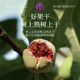 觅菓伊朗玫瑰无花果干A+338g休闲果干零食富含女性天然黄酮送礼