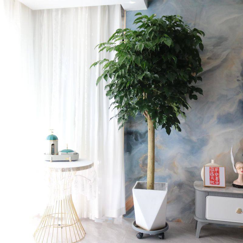 幸福树盆栽大型绿植单杆平安树绿宝室内吸甲醛招财办公室客厅植物,淘宝优惠券,粉丝福利购,淘宝优惠卷