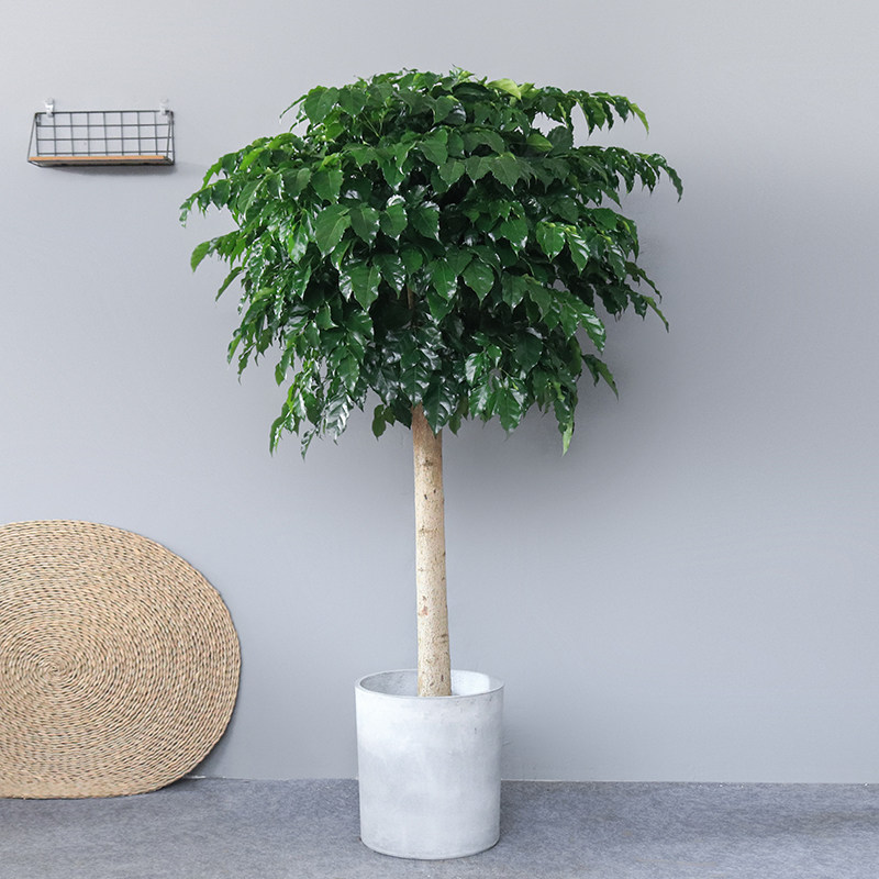 幸福树盆栽大型绿植单杆平安树绿宝室内吸甲醛招财办公室客厅植物,淘宝优惠券,粉丝福利购,淘宝优惠卷