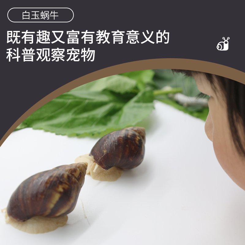 学生蜗牛宠物活体白玉蜗牛套装观赏学生科学实验巨型美容可食用