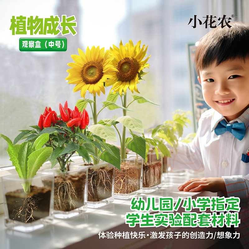 凤仙花种籽套盒小学生科学实验观察指甲花儿童种植小盆栽套装种子