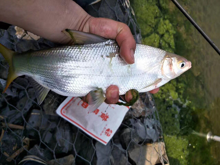 黄尾巴 黄尾巴打底窝料 窝颗粒饵料鲮鲴红青尾密鲴翘嘴钓鱼饵 老 G G 黄尾巴 黄尾巴打底窝料 窝颗粒饵料鲮鲴红青尾密鲴翘嘴钓鱼饵 老 G G
