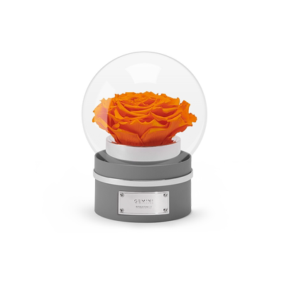 Roseonly永生玫瑰十二星座守护色永生花音乐球礼盒 虎窝淘