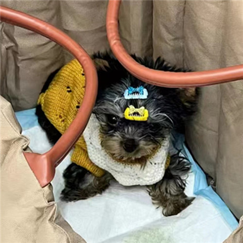 宠物狗狗衣服小狗猫咪小猫泰迪比熊幼犬幼猫茶杯犬小型犬毛衣秋季 - 图1