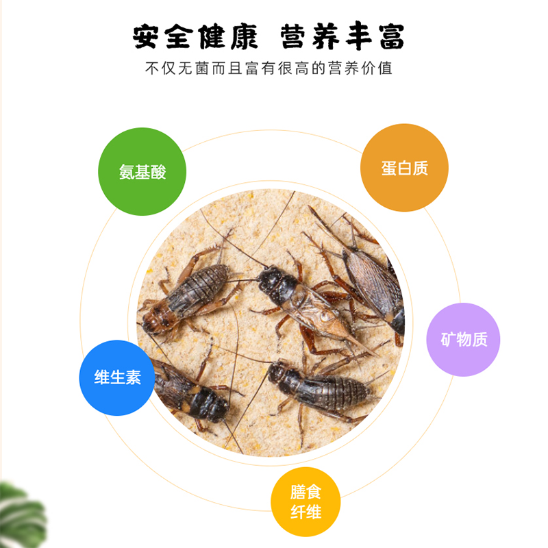 活体蟋蟀油葫芦活体饲料守宫蜥蜴睫角守宫蜘蛛瘤尾鸟口粮食物针头 - 图2