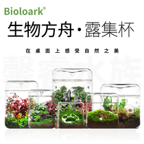 Bioloark Bio-Squared Boat High Boron Silicon Glass Bottle Dew Collection Cup Eco Bottle Moss Creative Home Microscape Bottle