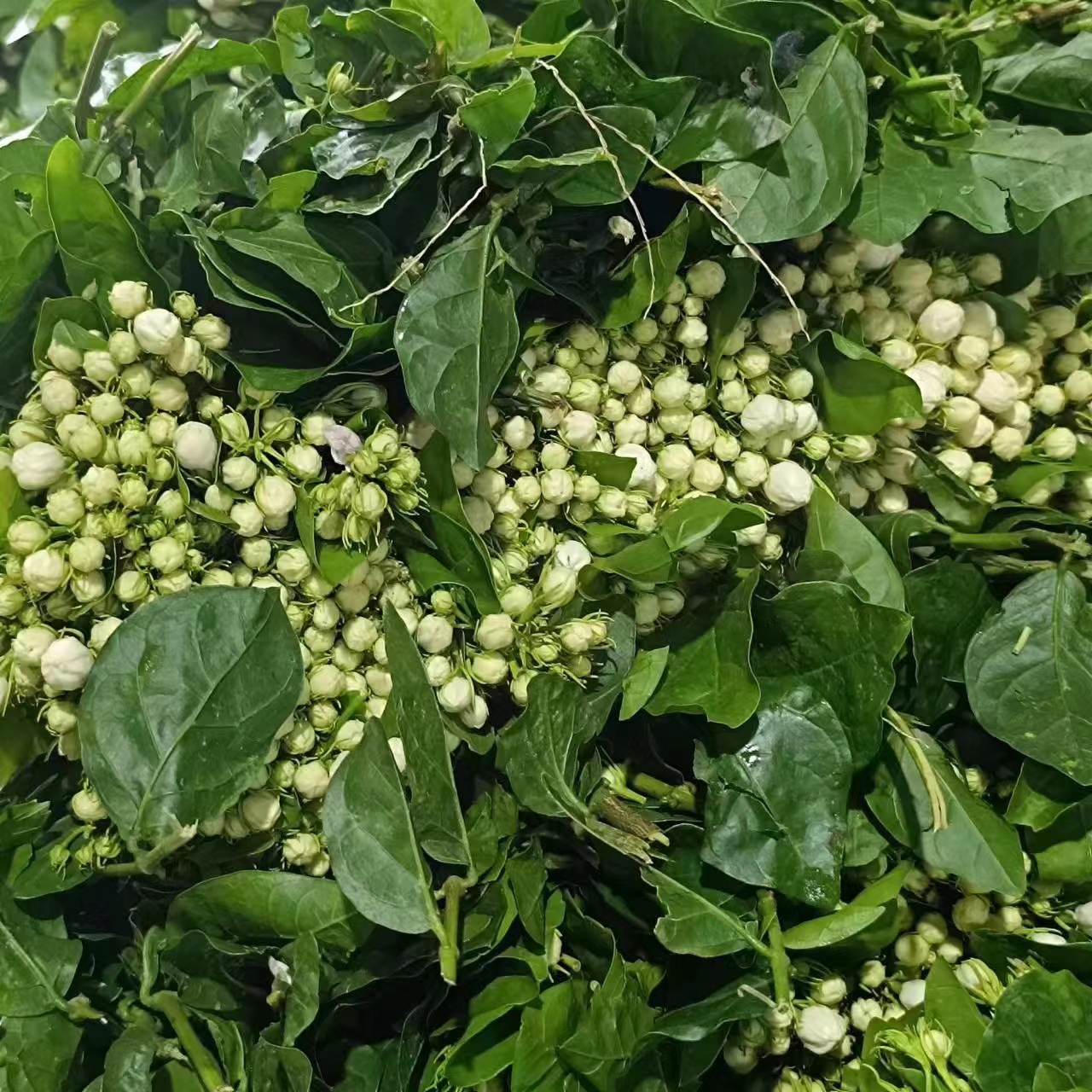 茉莉鲜花云南昆明鲜花直发鲜切花母亲节鲜花摆地摊鲜花团购-图0