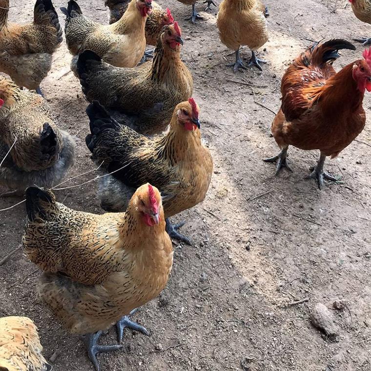 半斤青脚麻鸡苗种苗土鸡苗幼苗肉鸡观赏鸡活鸡优质大公鸡清远麻鸡 - 图0