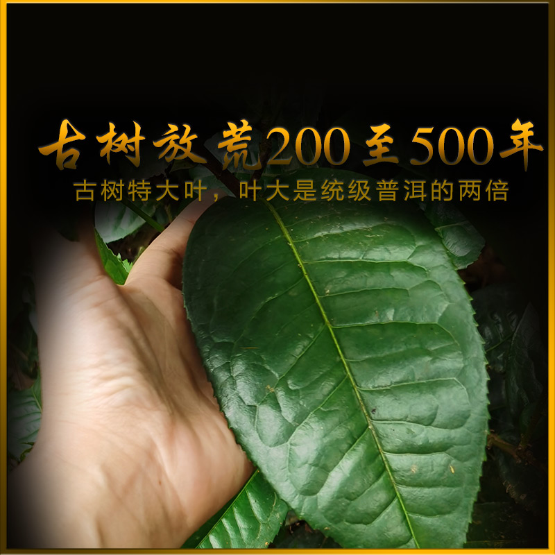 古树茶普洱熟茶大叶散茶散装1000g特大份1公斤勐海云南普洱熟茶