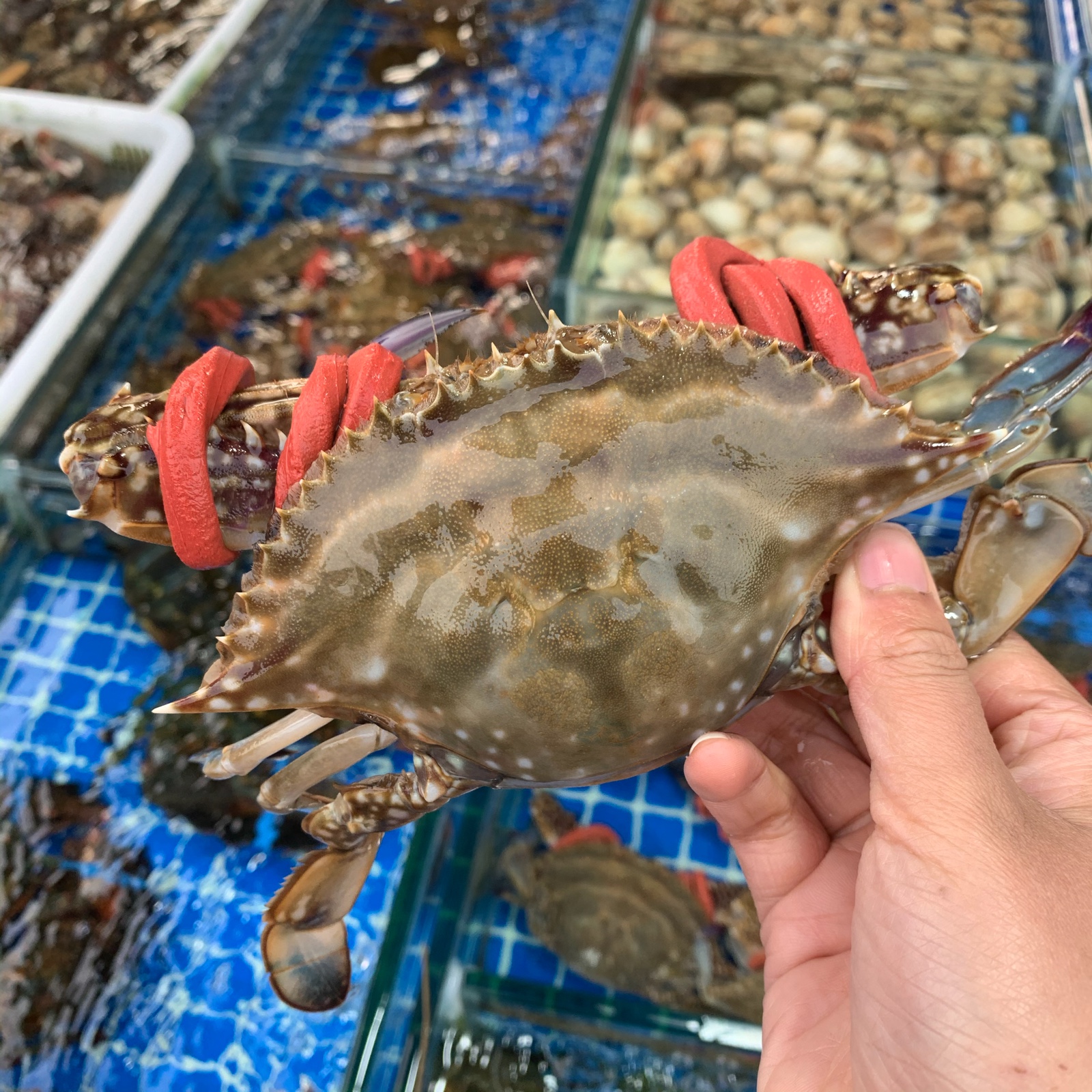 上海闪送红膏蟹活蟹鲜活梭子蟹舟山海鲜水产大螃蟹海蟹全母蟹500g - 图1