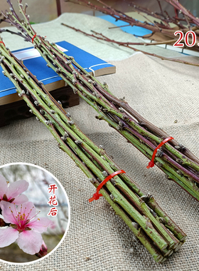水培开花桃树枝带花苞
