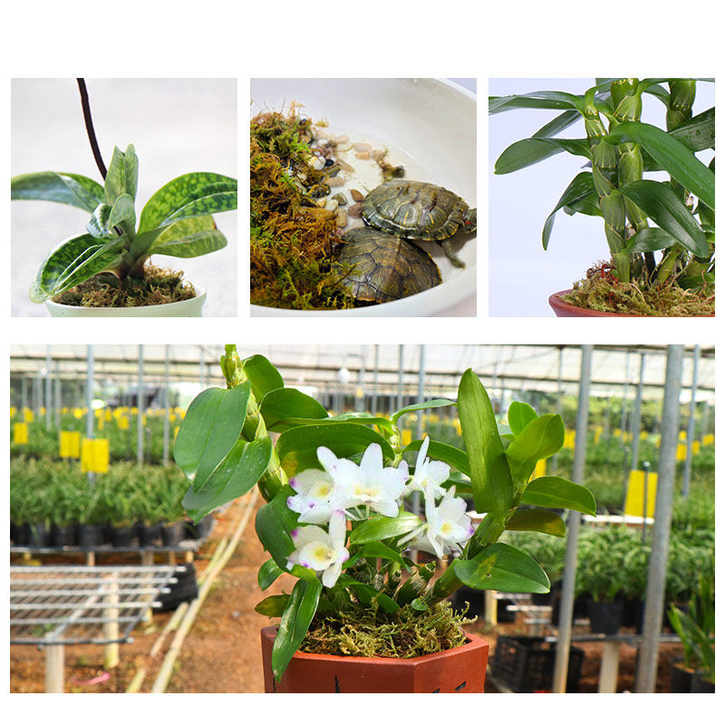 盆栽铺面装饰水苔兰花种植苗木干苔藓石斛水草青苔宠物龟冬眠铺垫,淘宝优惠券,粉丝福利购,淘宝优惠卷