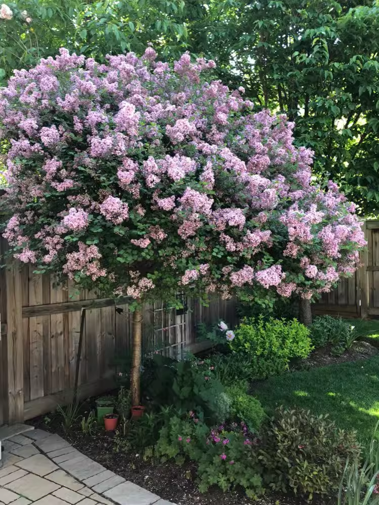 丁香花树苗庭院别墅丛生紫丁香花苗盆栽浓香花卉耐寒大型风景树种-图0