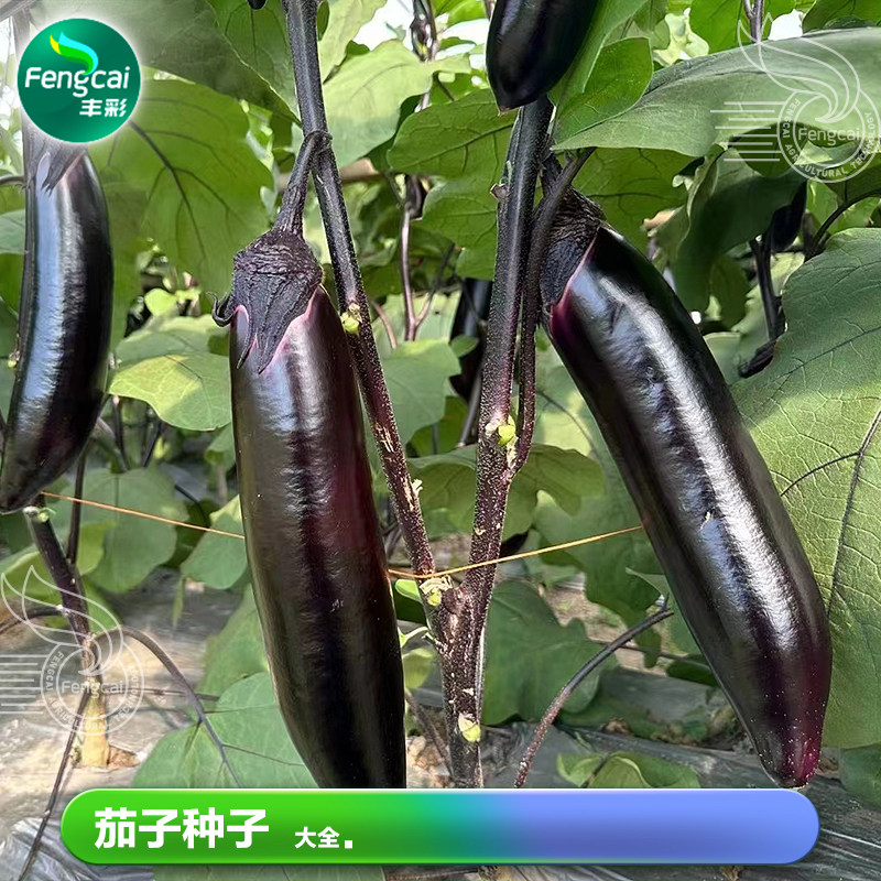 墨茄子线茄紫红长茄种子莱籽苗春季南方阳台种植蔬菜种籽大全孑子_虎窝淘