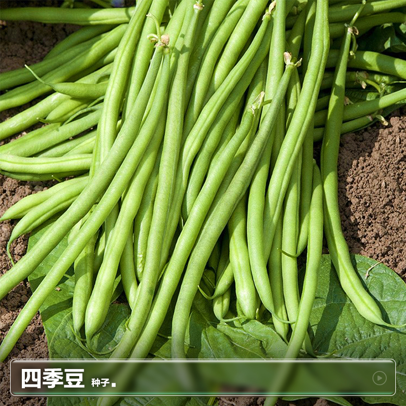 无筋四季豆苗种子豆角芸豆红豇豆种籽夏季秋季春季蔬菜籽种孑大全-图1