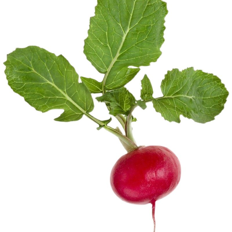 樱桃小红萝卜籽樱桃萝卜种子种籽苗菜籽水果四季盆栽蔬菜种孑大全,淘宝优惠券,粉丝福利购,淘宝优惠卷