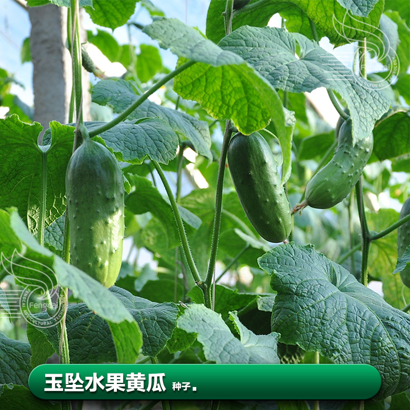 水果黄瓜种子子莱籽小黄瓜籽夏季阳台种植四季蔬菜种籽子孑大全-图1