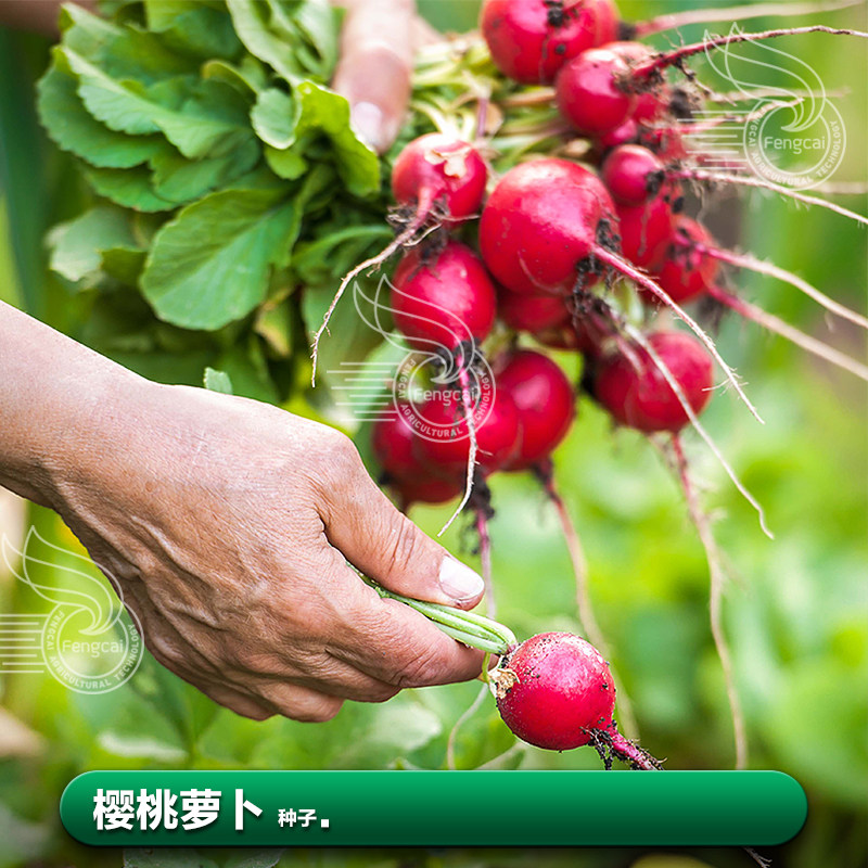 樱桃小红萝卜籽樱桃萝卜种子种籽苗菜籽水果四季盆栽蔬菜种孑大全,淘宝优惠券,粉丝福利购,淘宝优惠卷