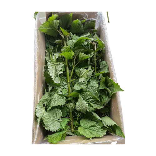顺丰带杆藿香叶 做鱼调料 四川藿香新鲜采摘包邮 豆花蘸料 藿香菜 - 图3