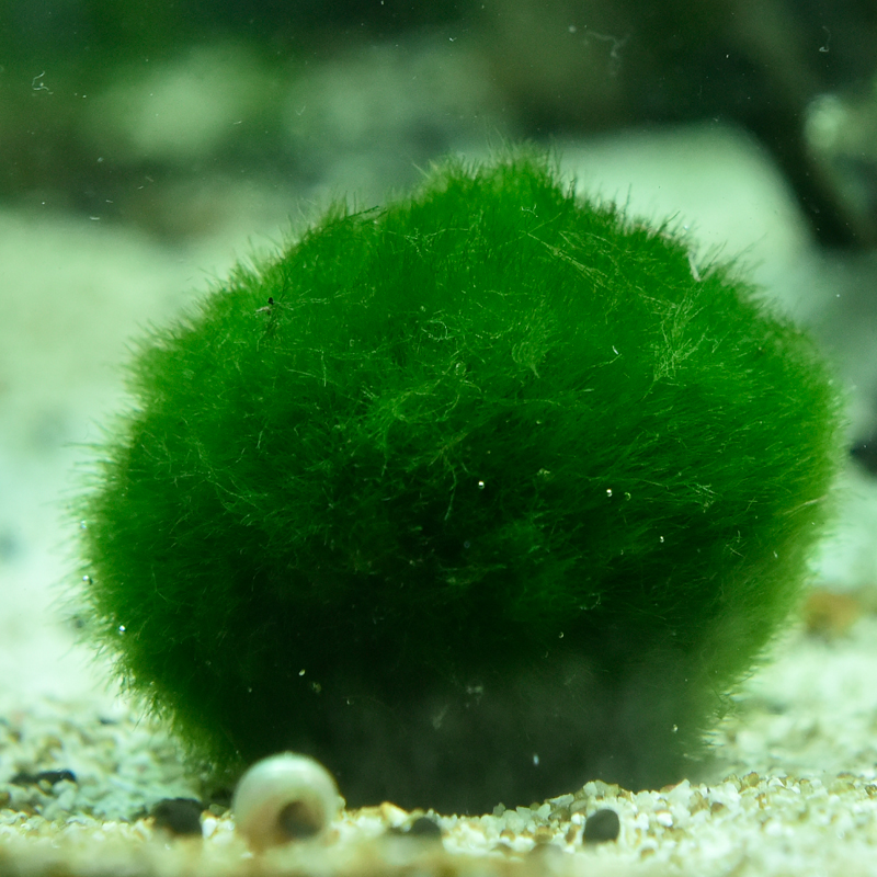 水族箱造景水草鱼缸绿藻球虾缸水藻球虾绿毛球草缸水草观赏球活体-图2