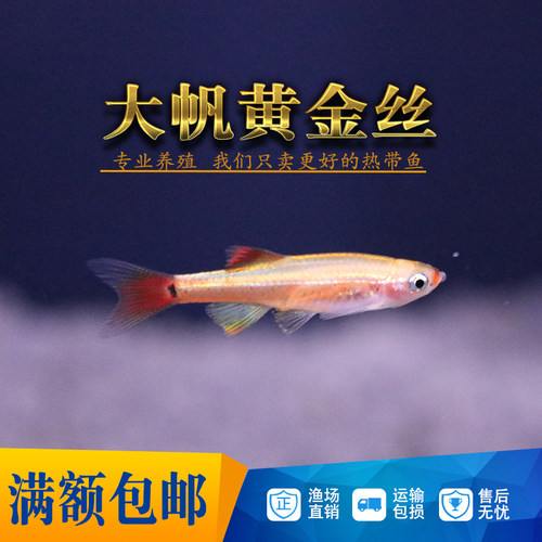 白云金丝鱼原生鱼长尾红尾黄化金丝斑马冷水淡水观赏活体灯科群游 - 图3