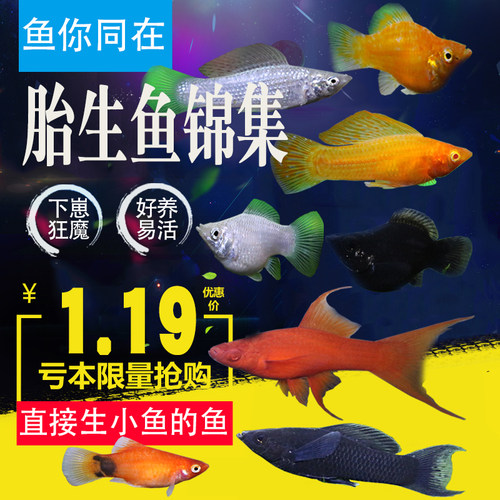 胎生鱼玛丽皮球好养耐活热带观赏鱼米奇红剑箭易繁殖月光下崽狂魔 - 图0