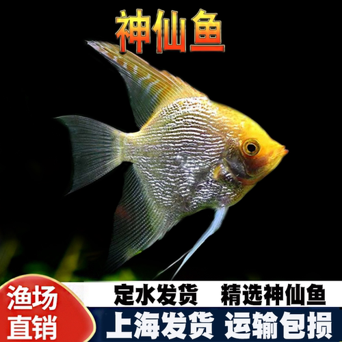 神仙鱼秘鲁燕子鱼热带鱼观赏鱼活体鱼三色神仙熊猫神仙水族新手鱼 - 图3